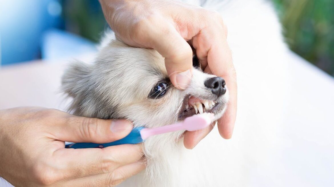 Tips for choosing dogs toothpaste