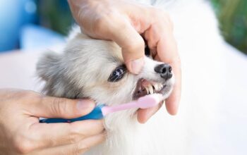 best dog toothpaste