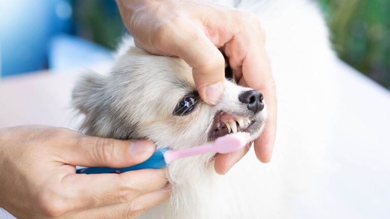best dog toothpaste
