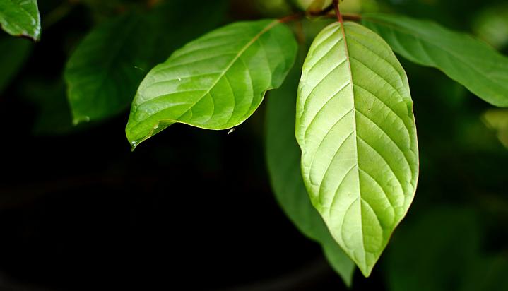 Nature’s Ally: The Surprising Health Benefits That Kratom Brings