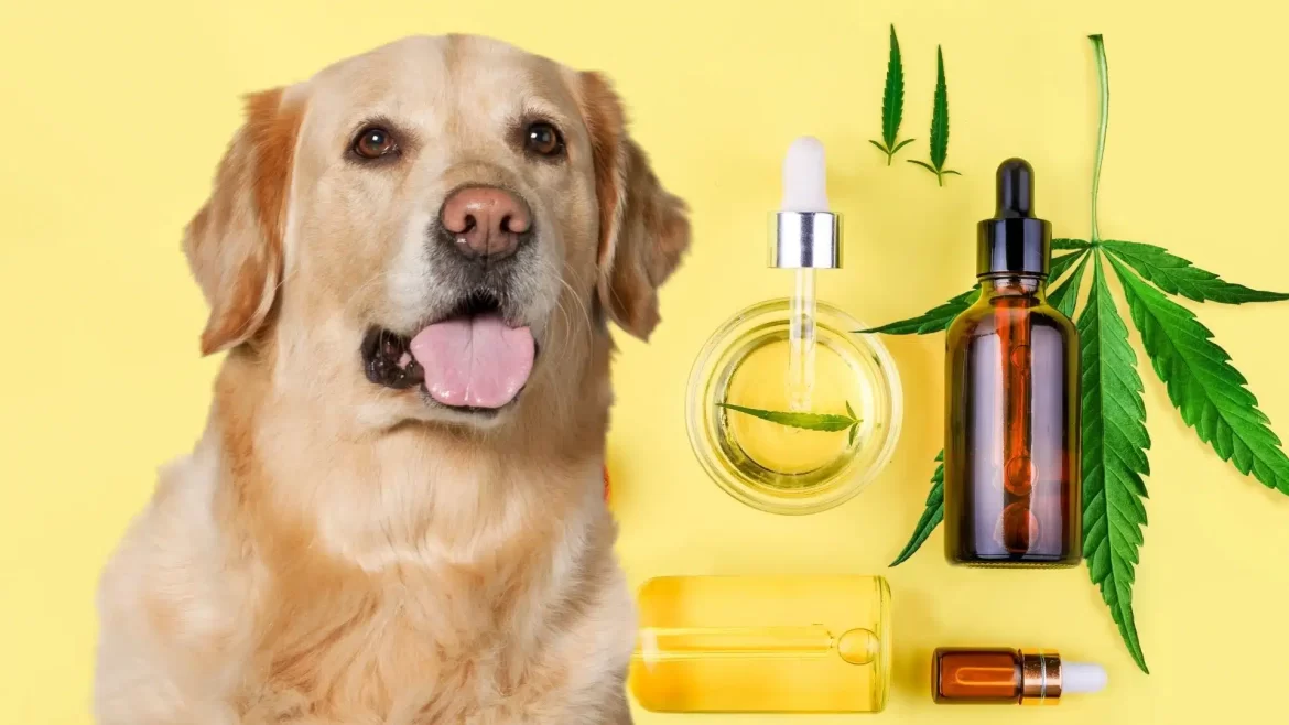 Can CBD dog treats help with arthritis or joint pain in dogs?