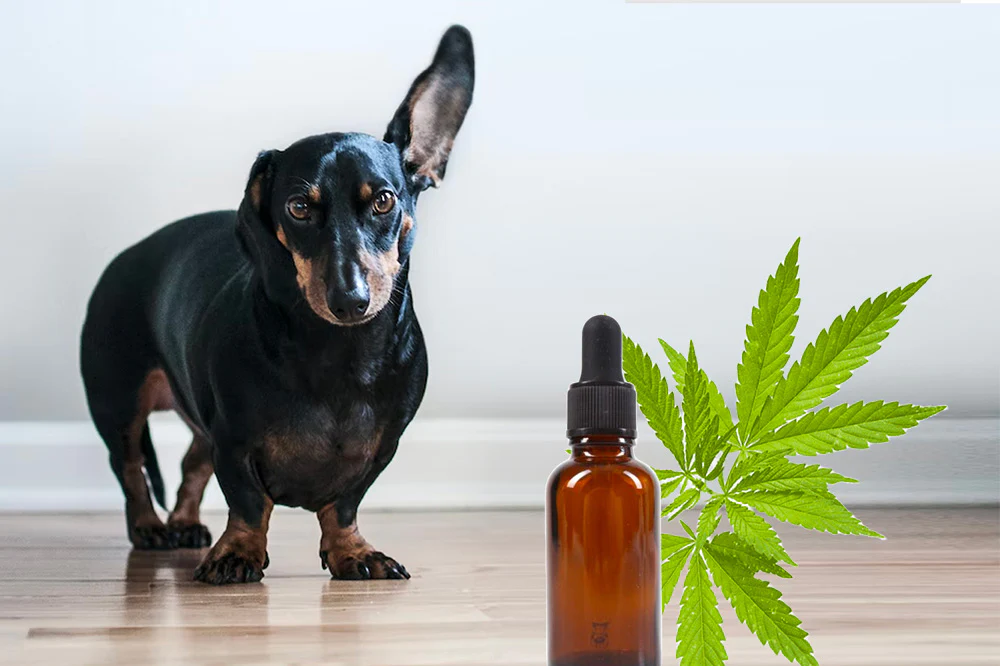 cbd dog treats