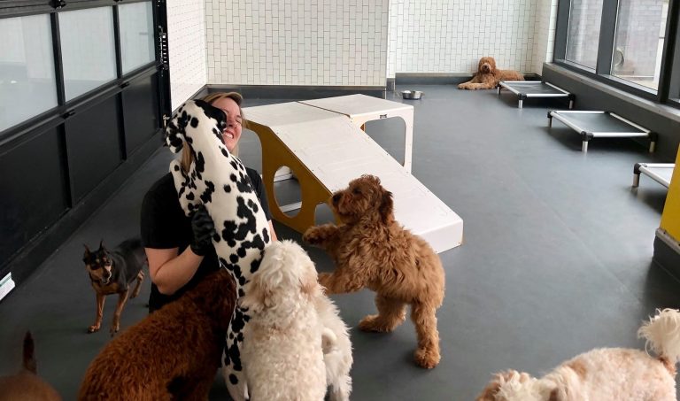 dog care business