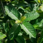 is kratom legal