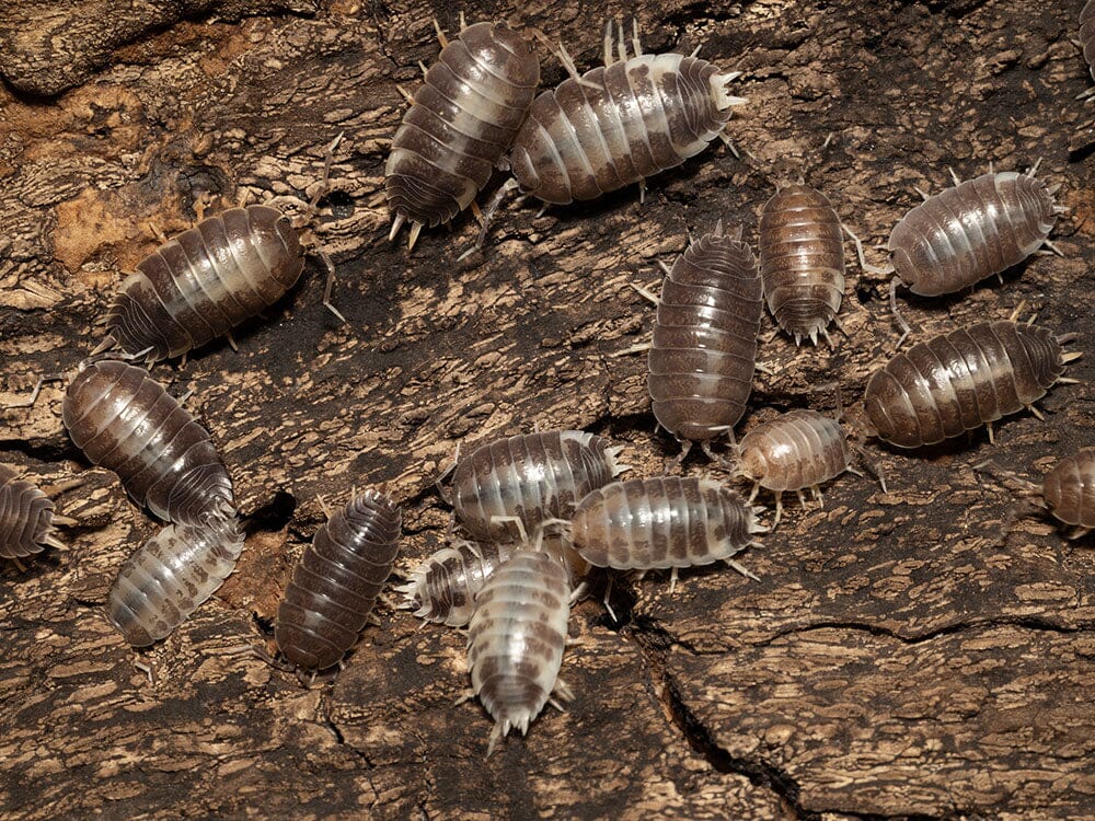 https://postpods.co.uk/collections/porcellio-isopods
