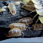 Buzzing Bioactive Bliss: Making a Soft Porcellio Playground That Pops