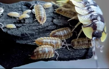 Buzzing Bioactive Bliss: Making a Soft Porcellio Playground That Pops