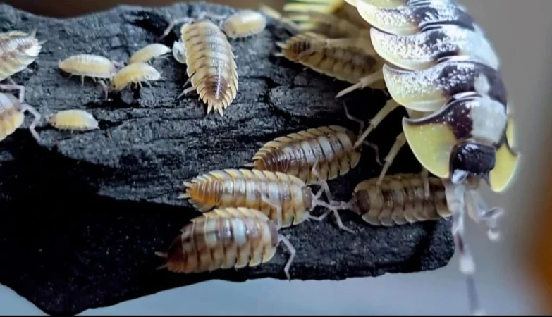 Buzzing Bioactive Bliss: Making a Soft Porcellio Playground That Pops