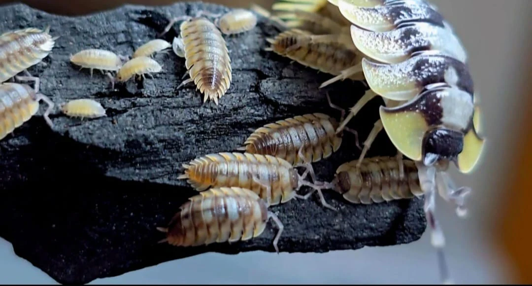 Buzzing Bioactive Bliss: Making a Soft Porcellio Playground That Pops