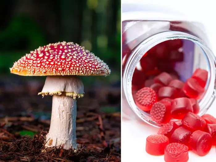 magic mushrooms