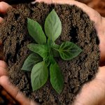 Discovering the Benefits of Organic and Regenerative Food Practices