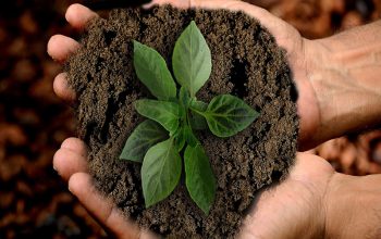 Discovering the Benefits of Organic and Regenerative Food Practices