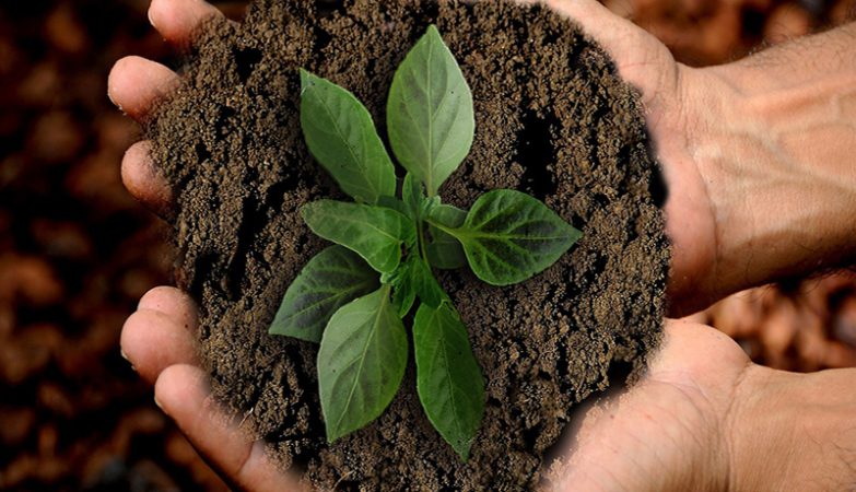 Discovering the Benefits of Organic and Regenerative Food Practices