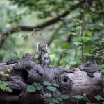 best wildlife removal services near me