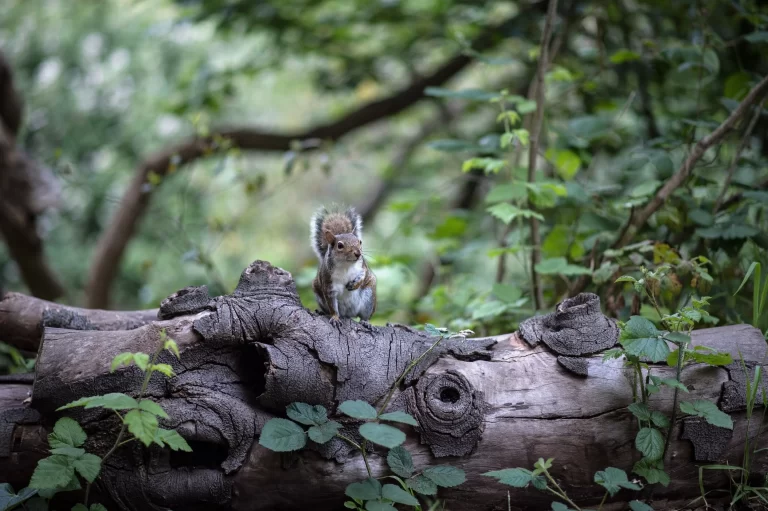 best wildlife removal services near me