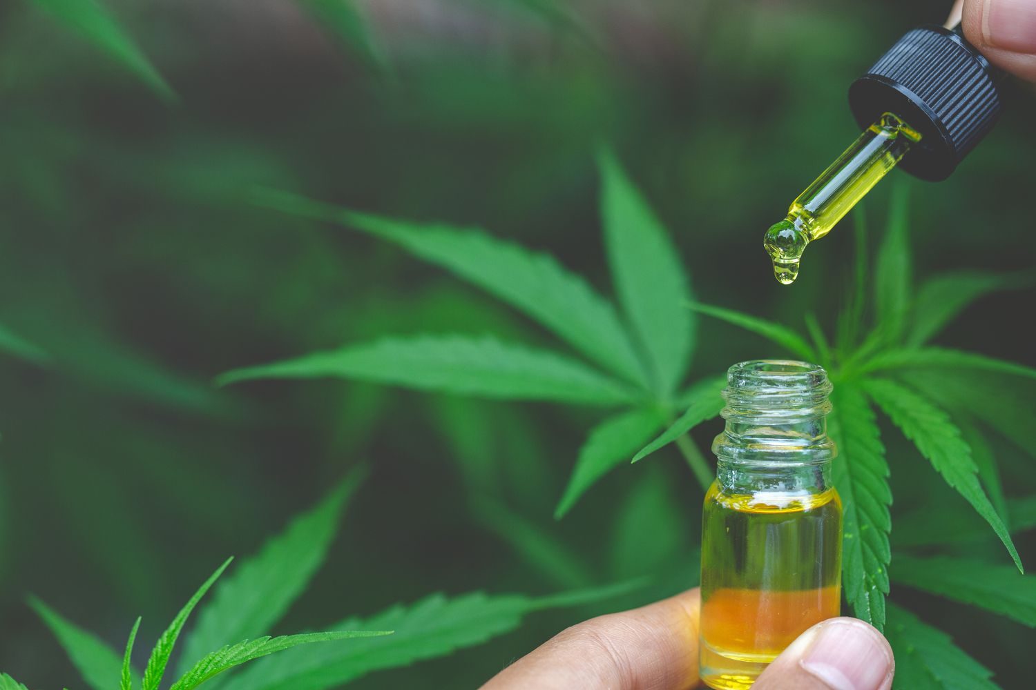 cbd oil canada reviews
